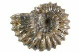 Bumpy Ammonite (Douvilleiceras) Fossil - Madagascar #343813-1